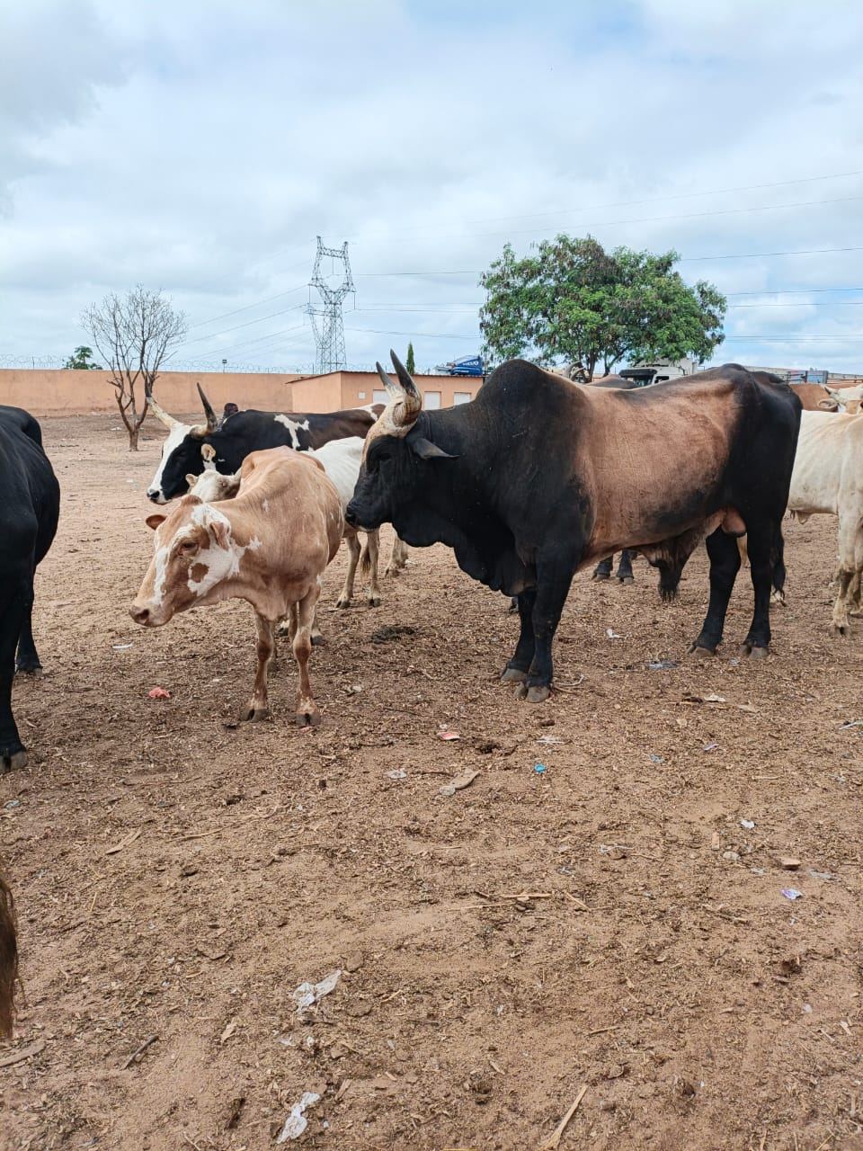 Sacos de fubá de bombó vendidos pela KiambiBusiness